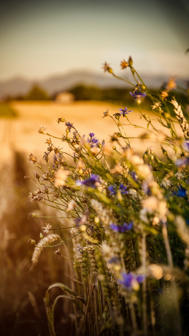 Kornblumen im Weizenfeld