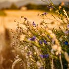 Kornblumen im Weizenfeld