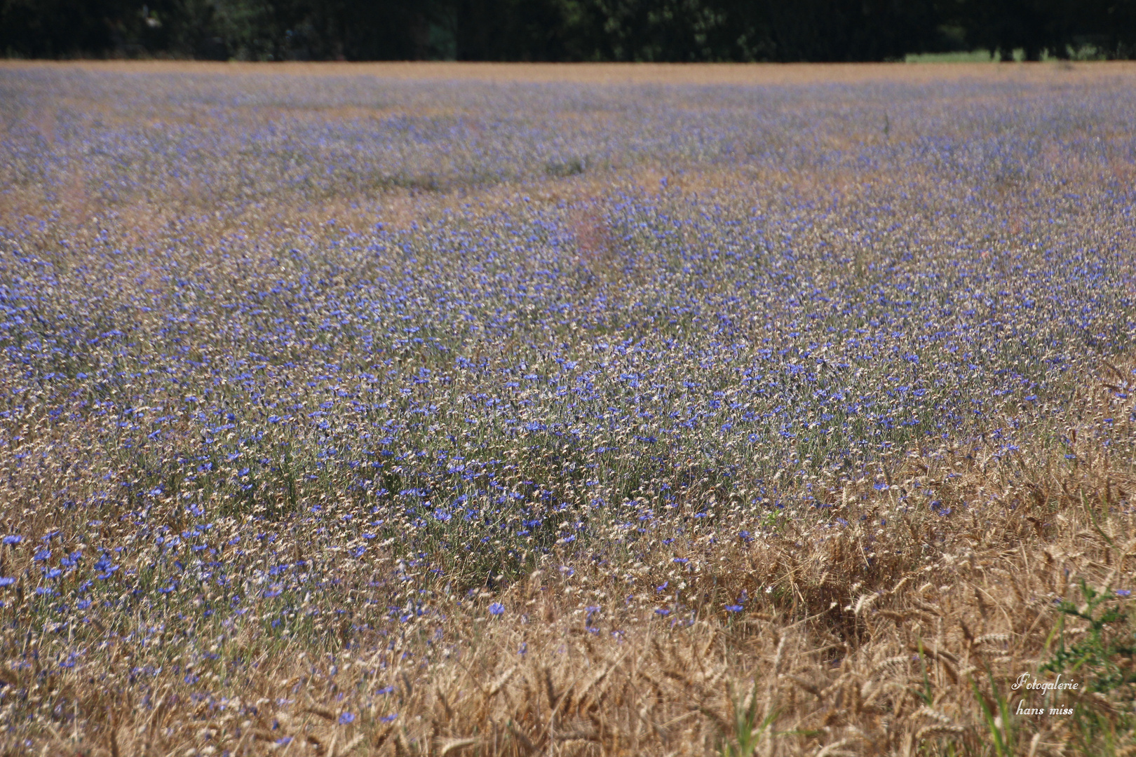 Kornblumen im Weizenfeld