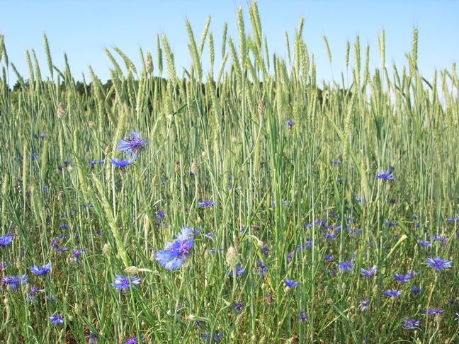 Kornblumen im Weizenfeld