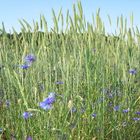 Kornblumen im Weizenfeld