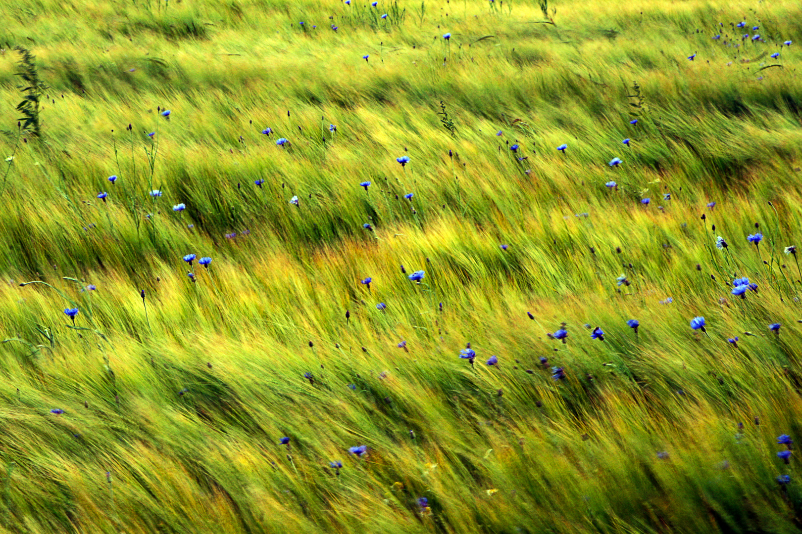 Kornblumen im Wind