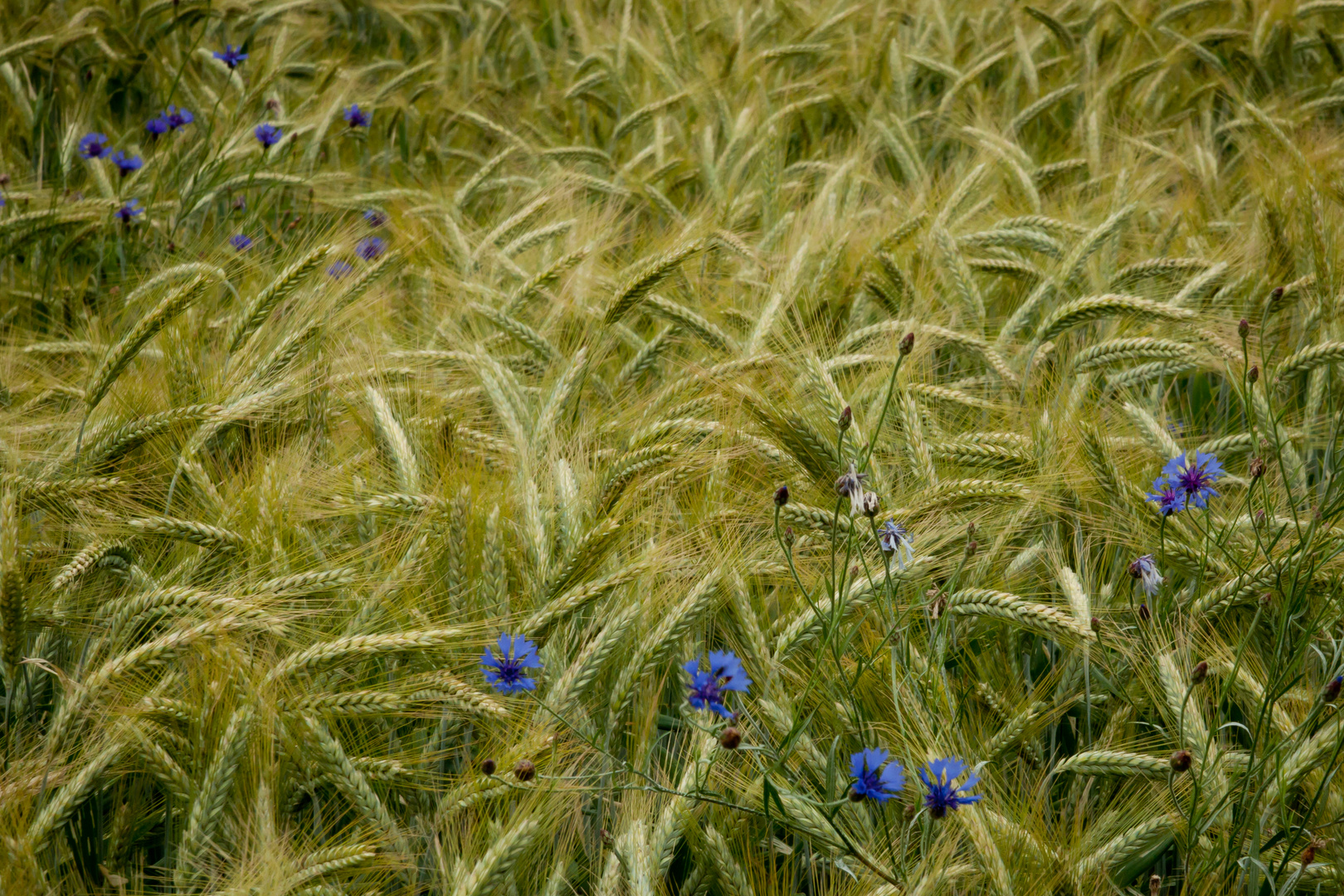 Kornblumen im Wind