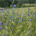 Kornblumen im Wind