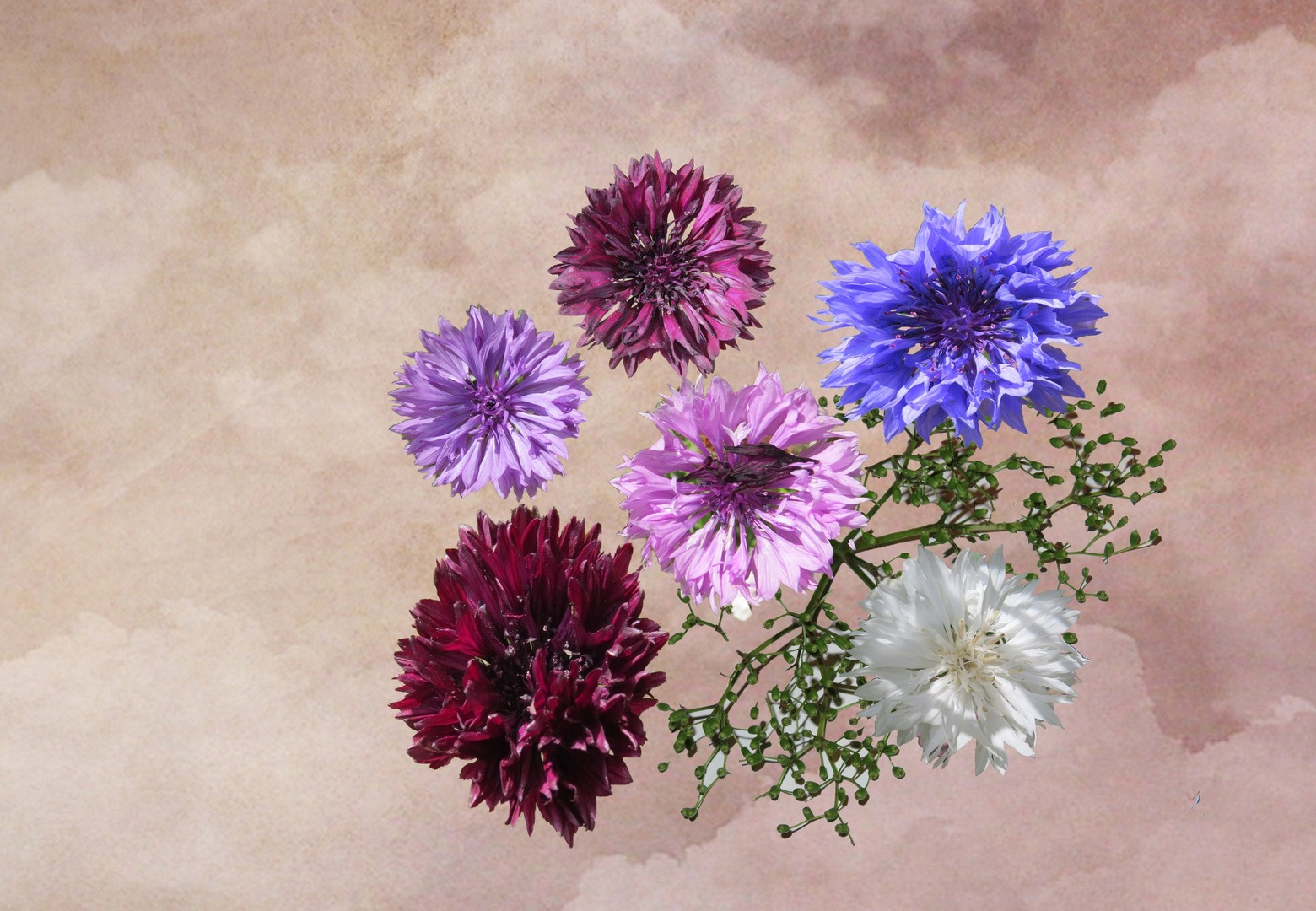 Kornblumen In Allen Farben Foto Bild Pflanzen Pilze Flechten Bluten Kleinpflanzen Kornblumen Bilder Auf Fotocommunity