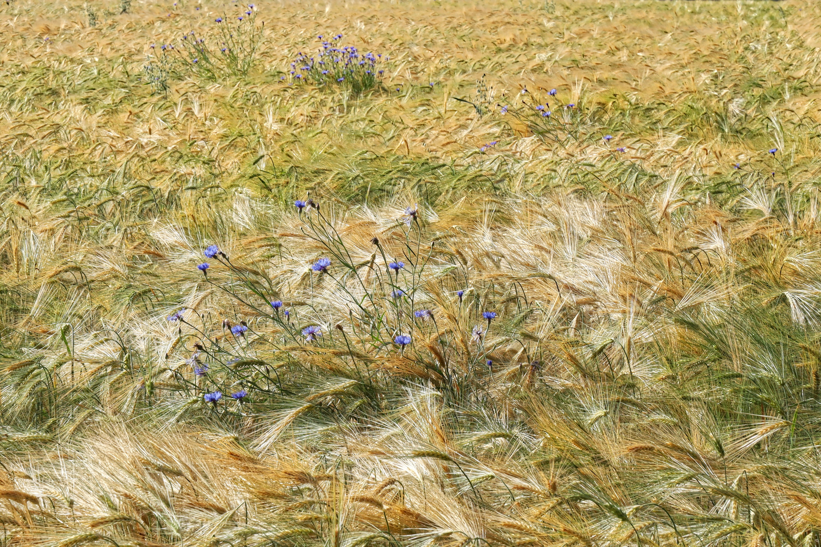 Kornblumen in ihrem Habitat  -  cornflowers in its habitat