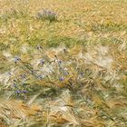 Kornblumen in ihrem Habitat  -  cornflowers in its habitat