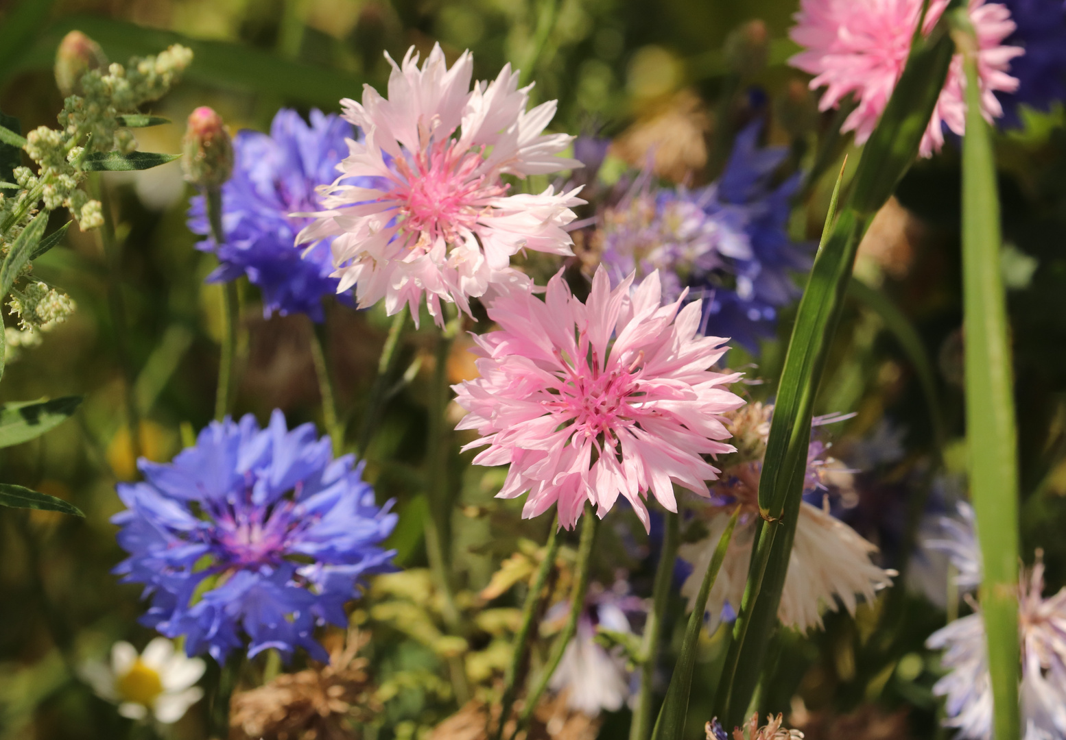 Kornblumen in rosa