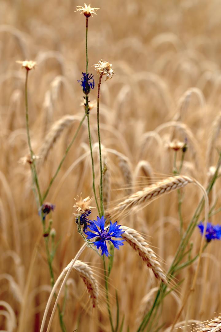 Kornblumen in Sommergerste