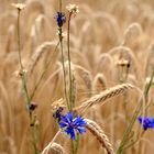 Kornblumen in Sommergerste