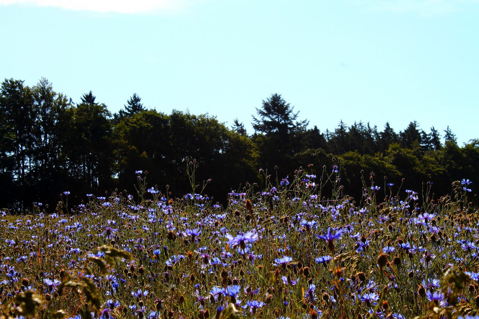 Kornblumen in the wind