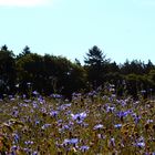 Kornblumen in the wind