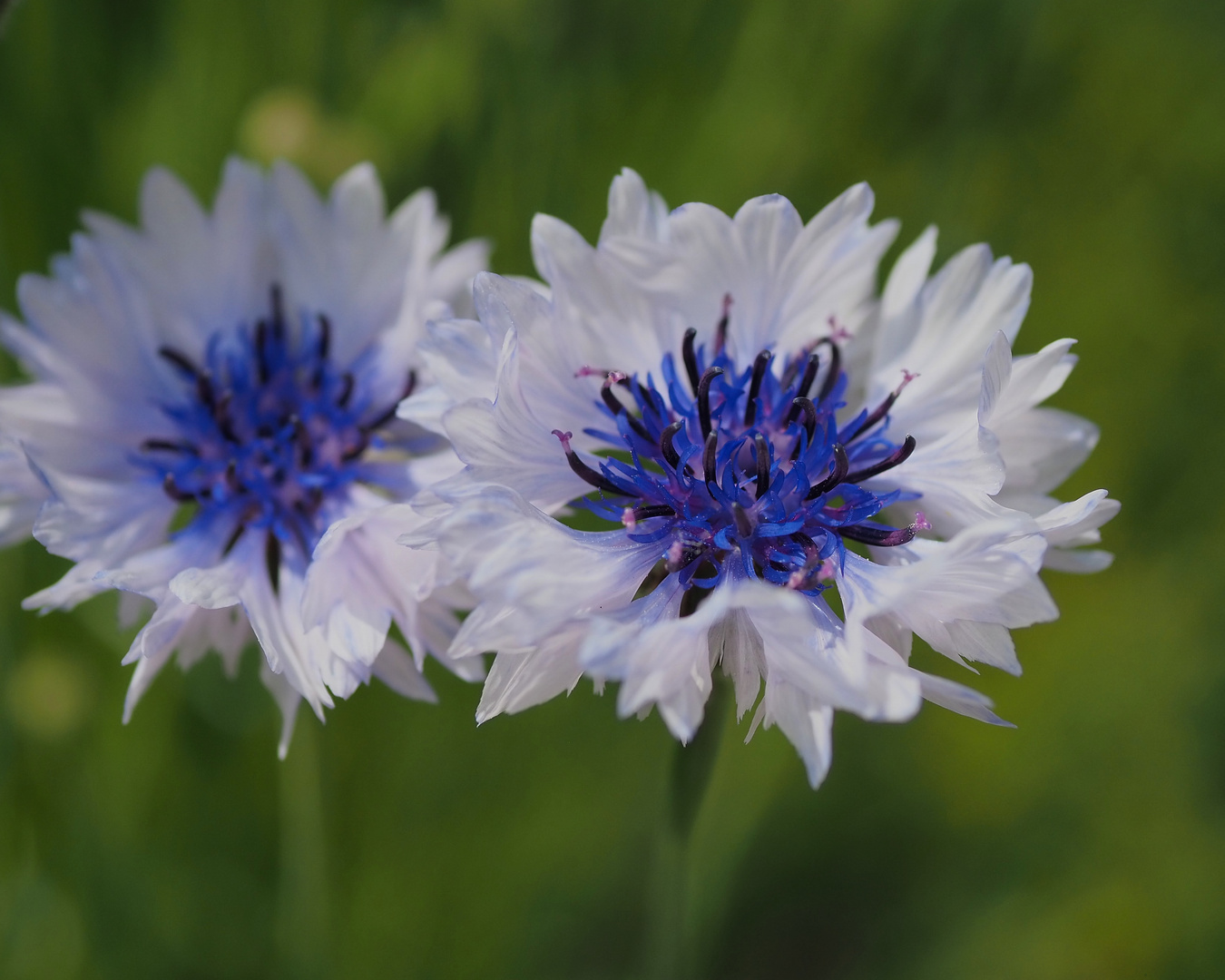 Kornblumen in Weiß-Blau