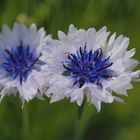 Kornblumen in Weiß-Blau