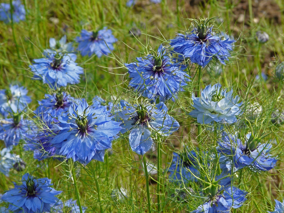 Kornblumen in Zeitz