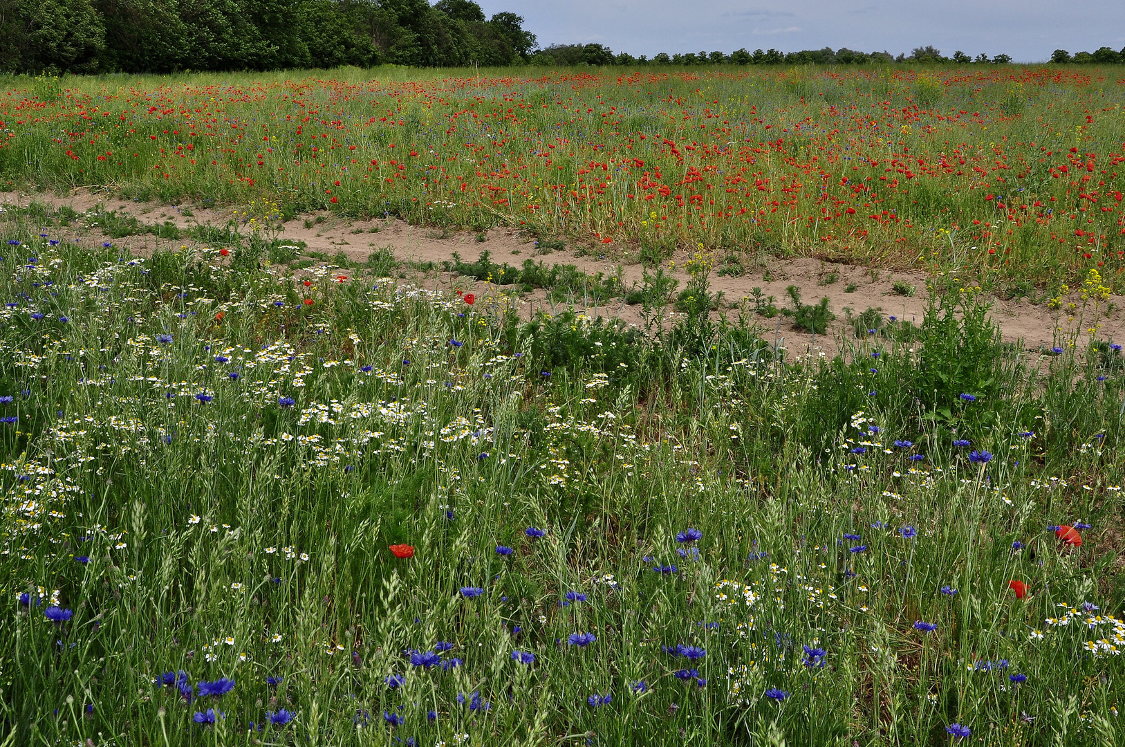 Kornblumen, Kamille und Mohn....,