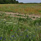 Kornblumen, Kamille und Mohn....,