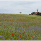 Kornblumen  Klatschmohn Getreidefeld