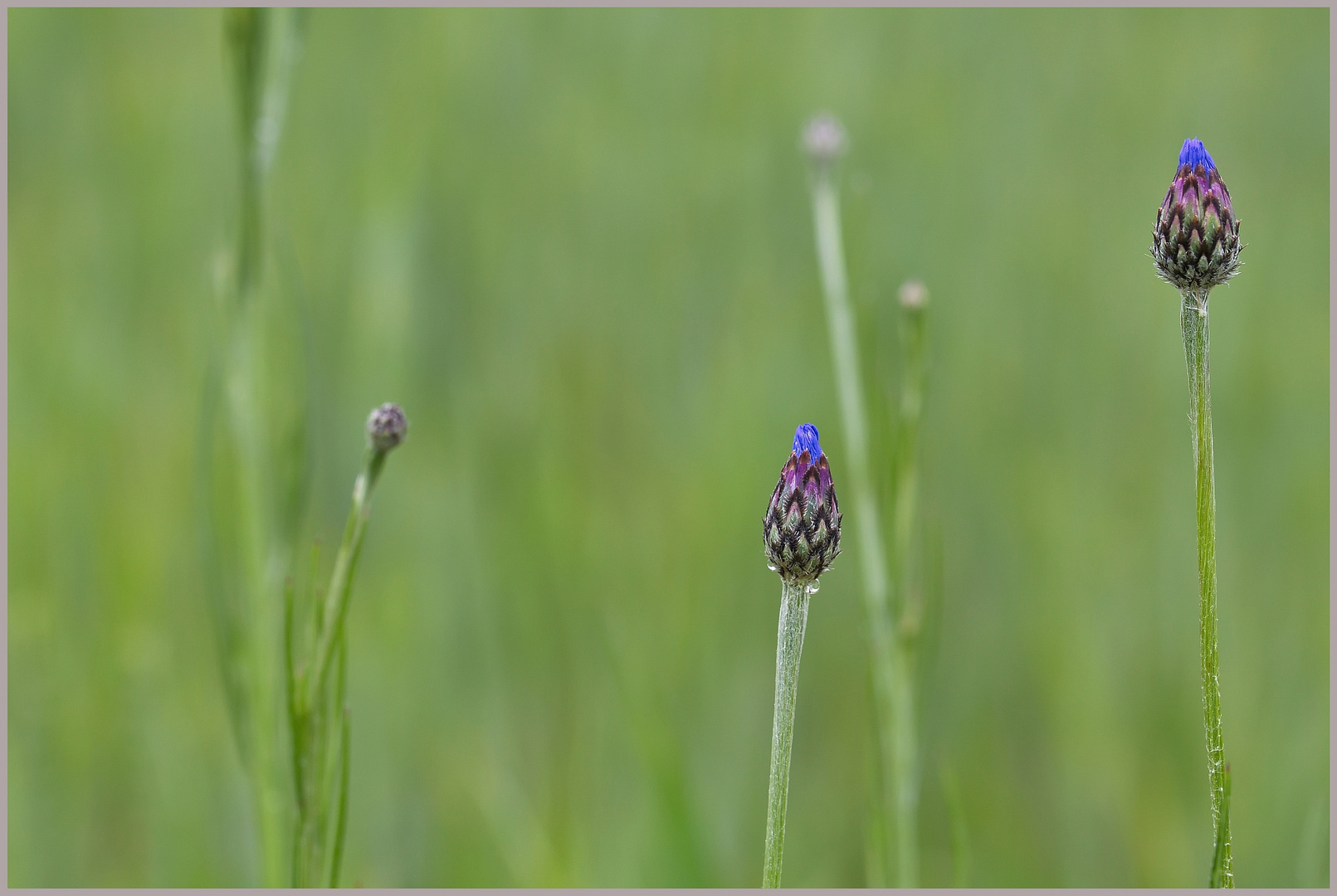 Kornblumen-Knospen