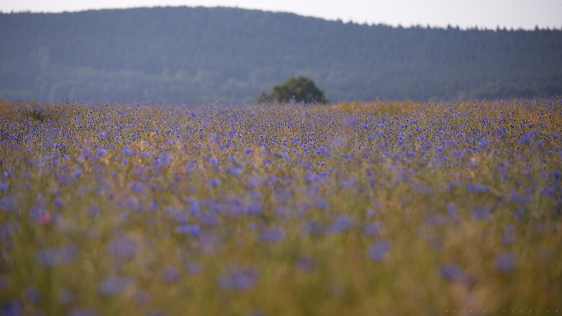 Kornblumen-Meer