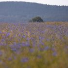 Kornblumen-Meer