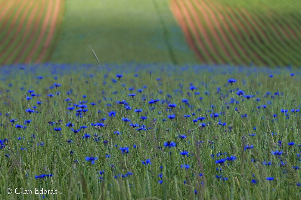 Kornblumen-Meer