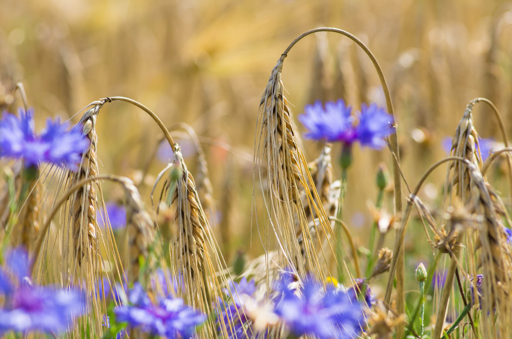 Kornblumen mit Ähren