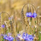 Kornblumen mit Ähren