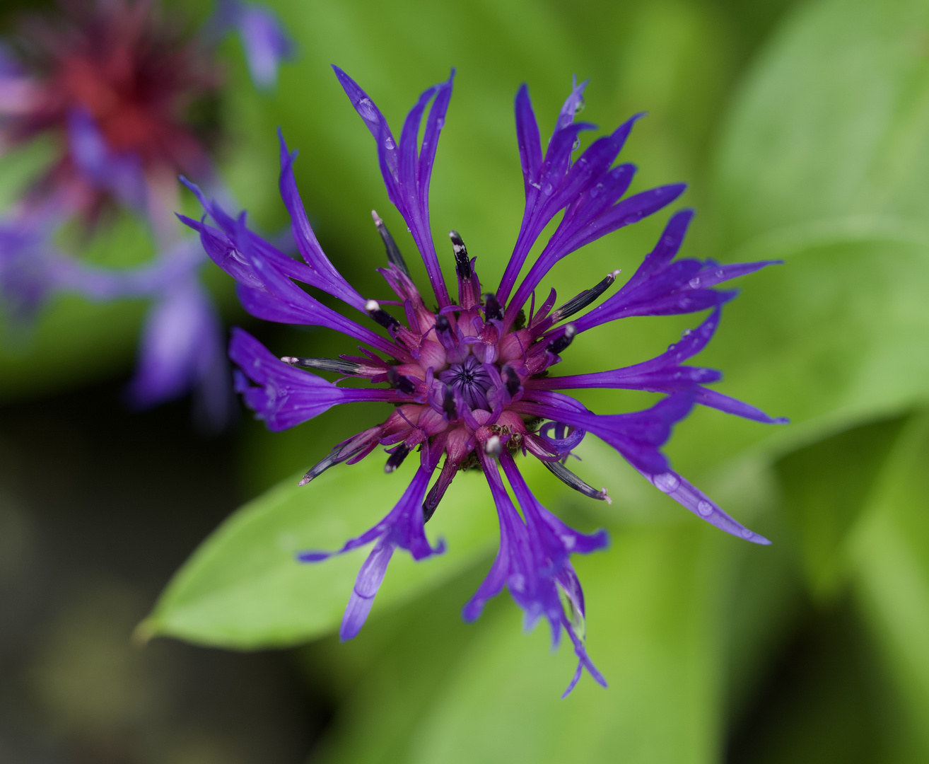 Kornblumen mit Besuch