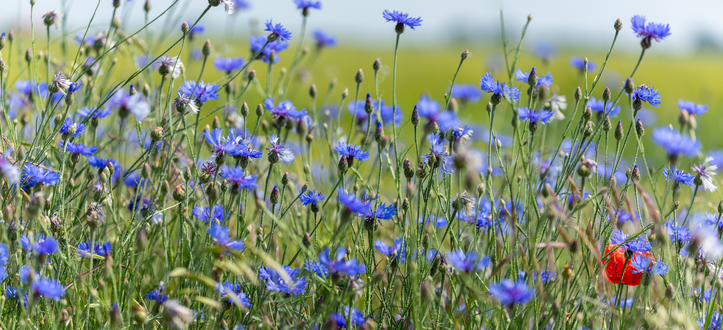 Kornblumen mit einem roten Farbtupfer