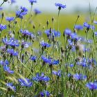 Kornblumen mit einem roten Farbtupfer