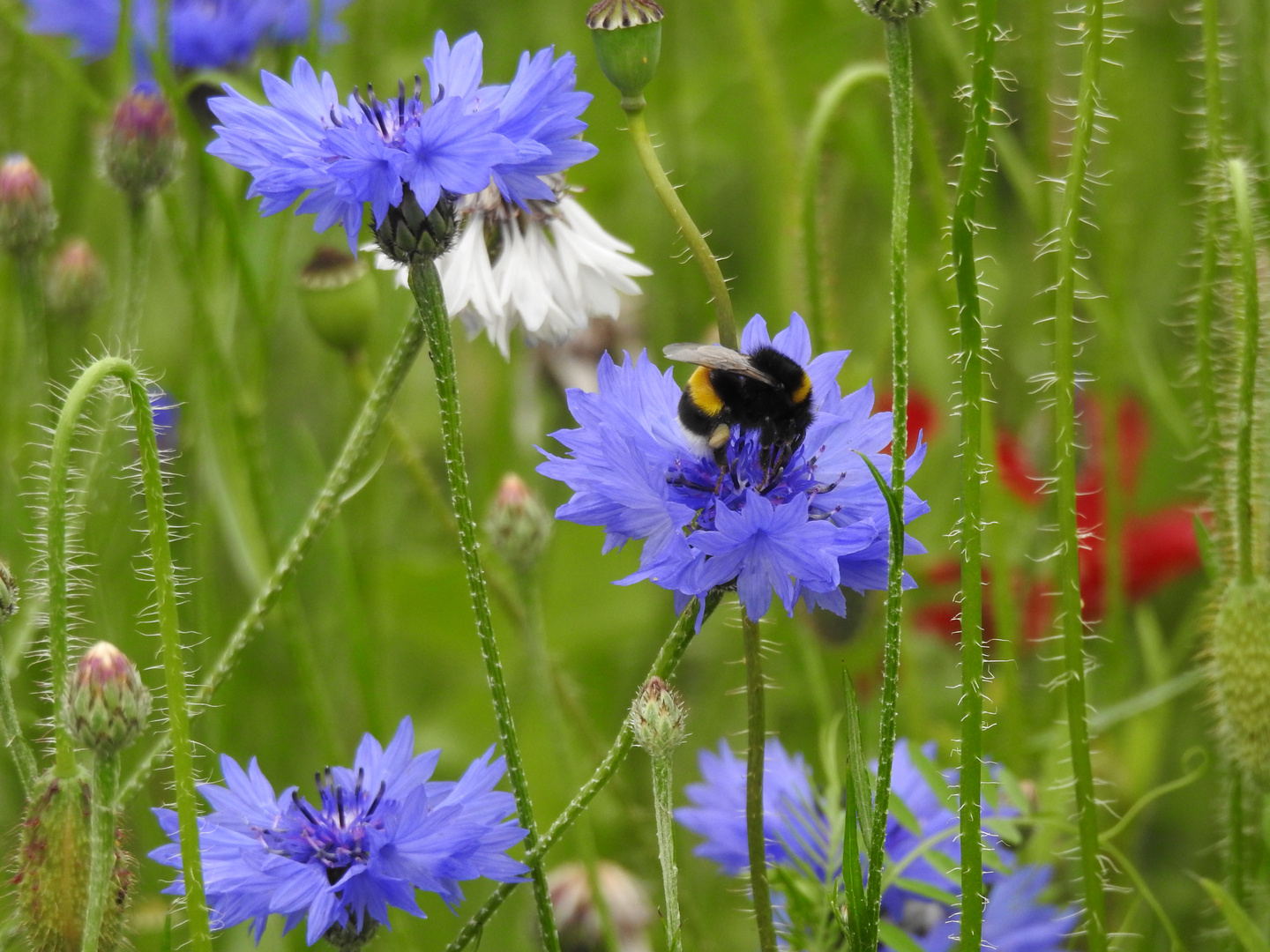 Kornblumen mit Hummel