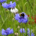 Kornblumen mit Hummel