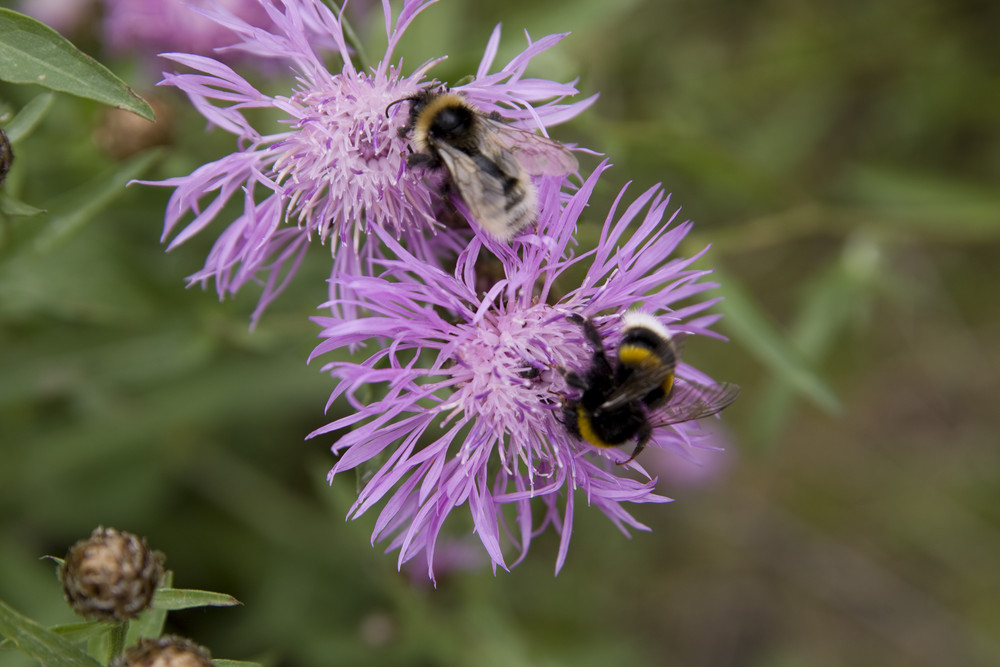 Kornblumen mit Hummeln