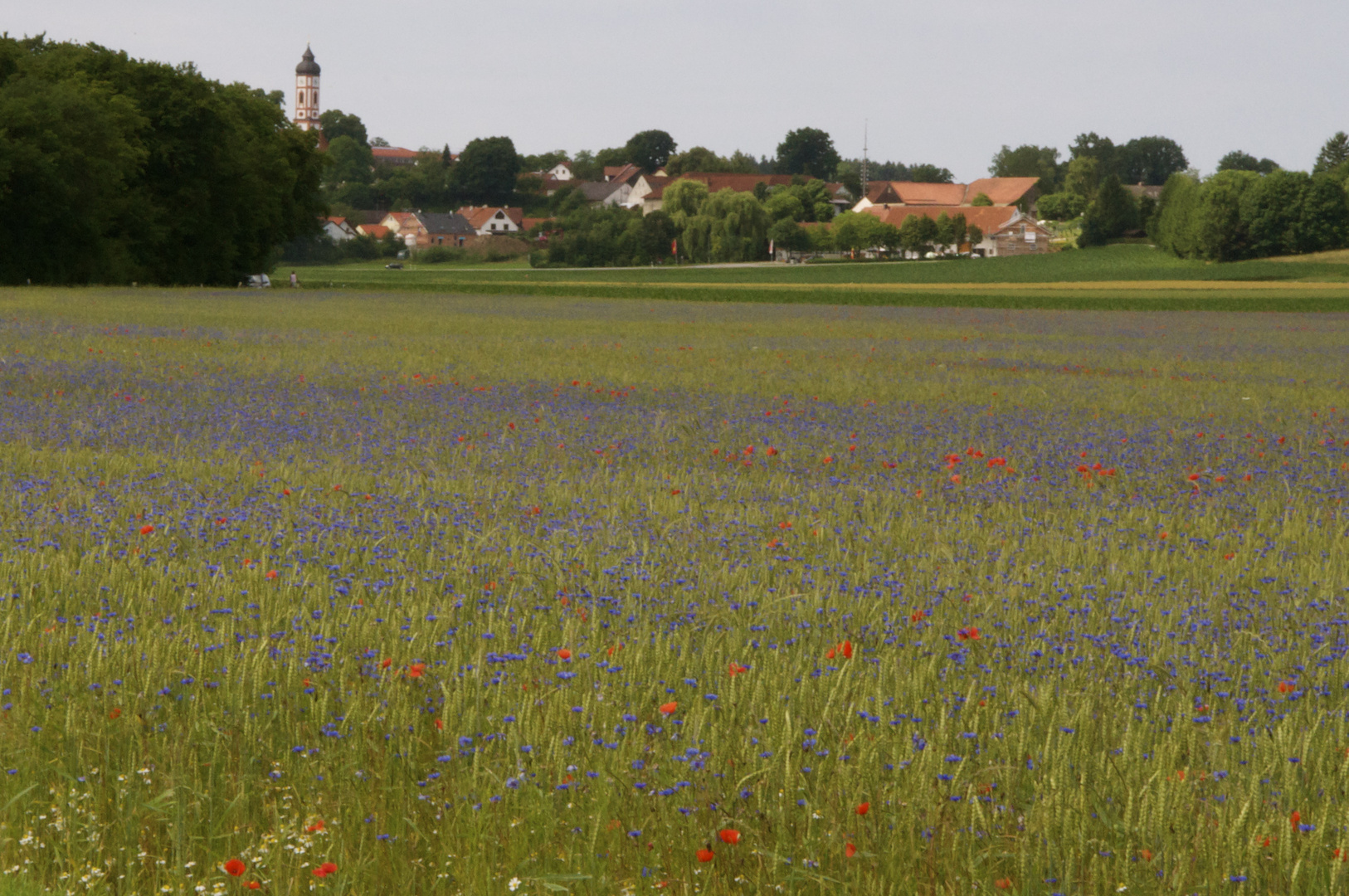 Kornblumen mit Klatschmohn - ein eher noch seltener Anblick