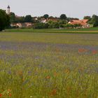 Kornblumen mit Klatschmohn - ein eher noch seltener Anblick