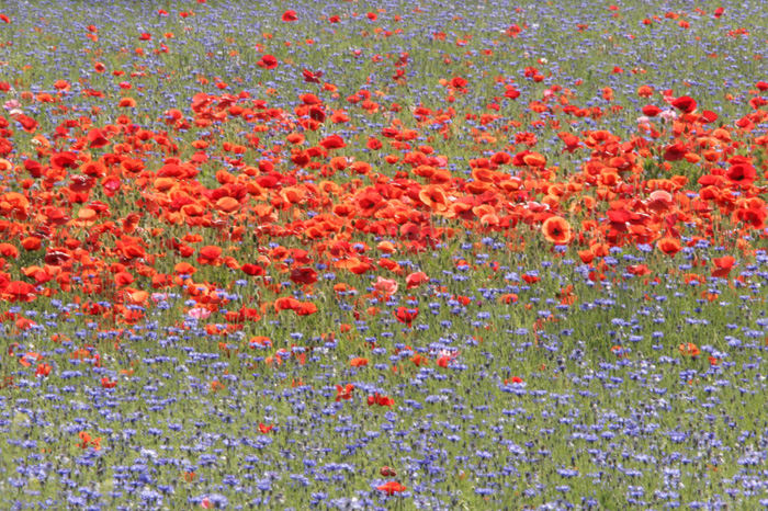 Kornblumen mit Klatschmohn