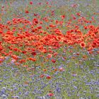 Kornblumen mit Klatschmohn