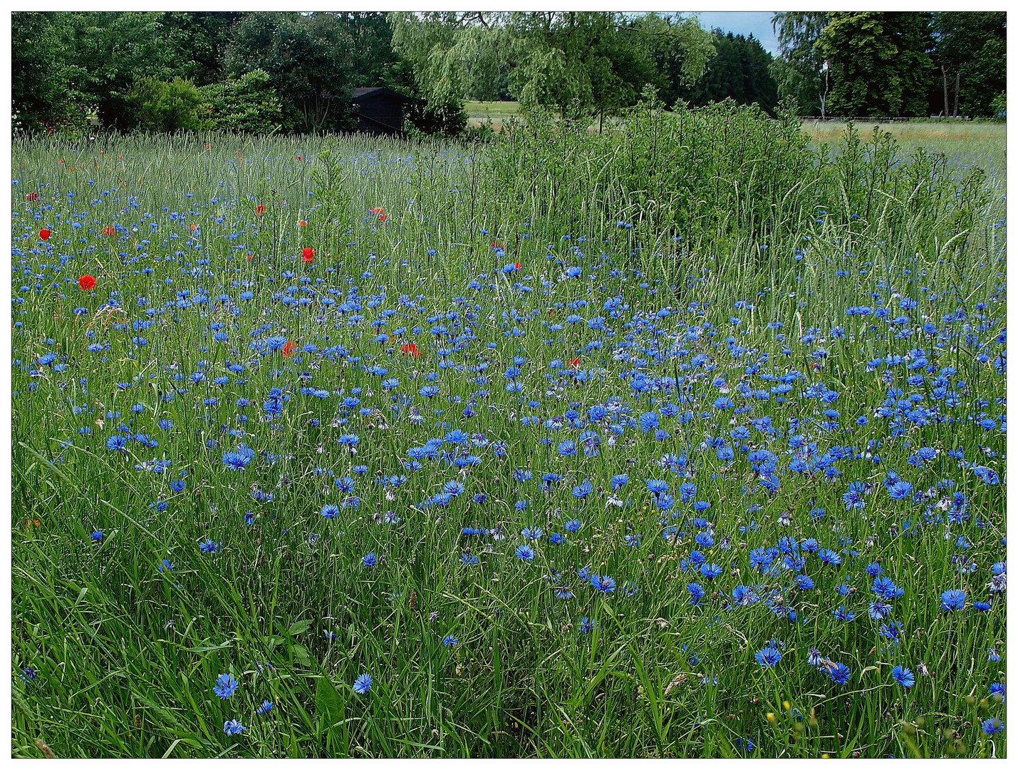 Kornblumen & Mohn