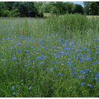 Kornblumen & Mohn