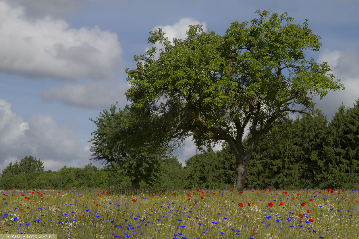 Kornblumen, Mohn, Margeriten und Kamille