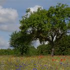 Kornblumen, Mohn, Margeriten und Kamille