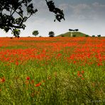 Kornblumen - nein: Mohnblumen (danke: rosenfee) -  auf dem Kronsberg, Hannover