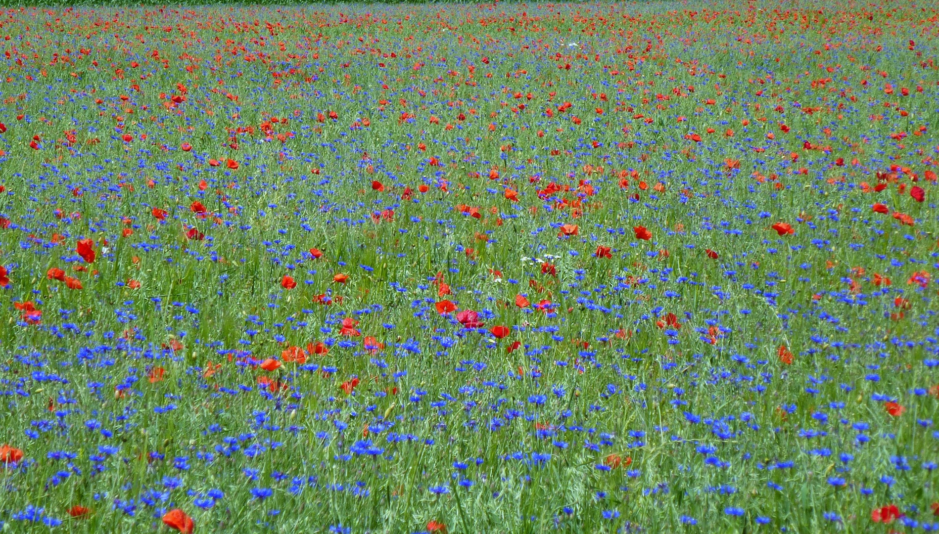 Kornblumen oder Mohnblumenfeld?