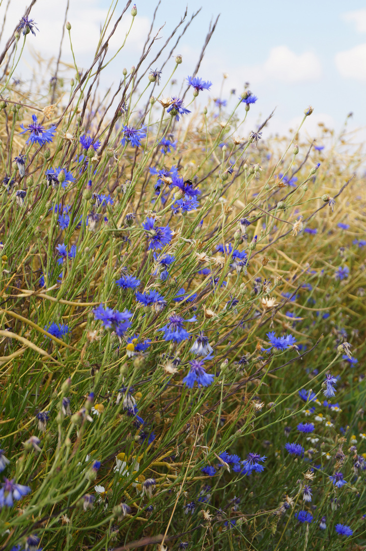 kornblumen ohne korn