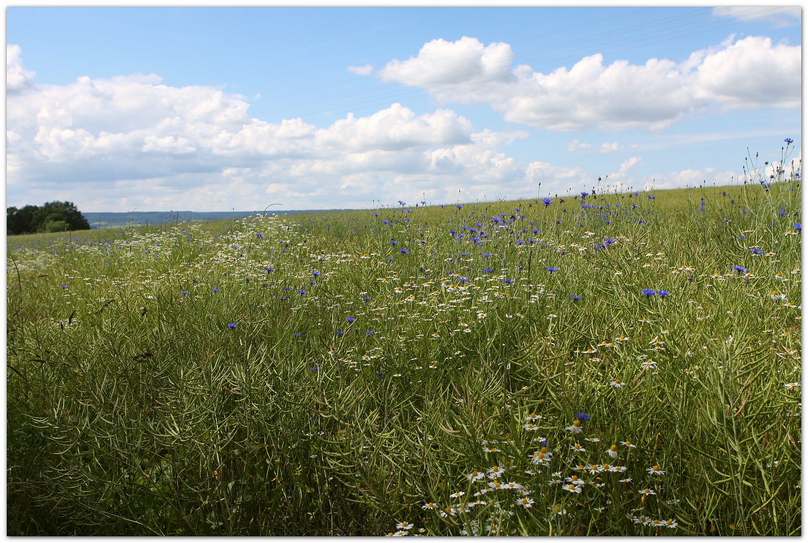 Kornblumen - Rapsfeld_fc 0067