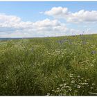 Kornblumen - Rapsfeld_fc 0067