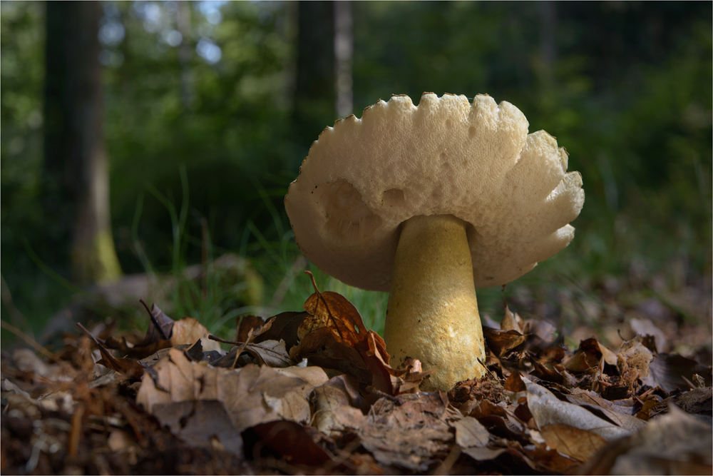 Kornblumen-Röhrling (Gyroporus cyanescens)