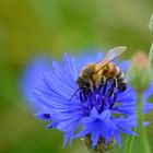 Kornblumen sind soo lecker!