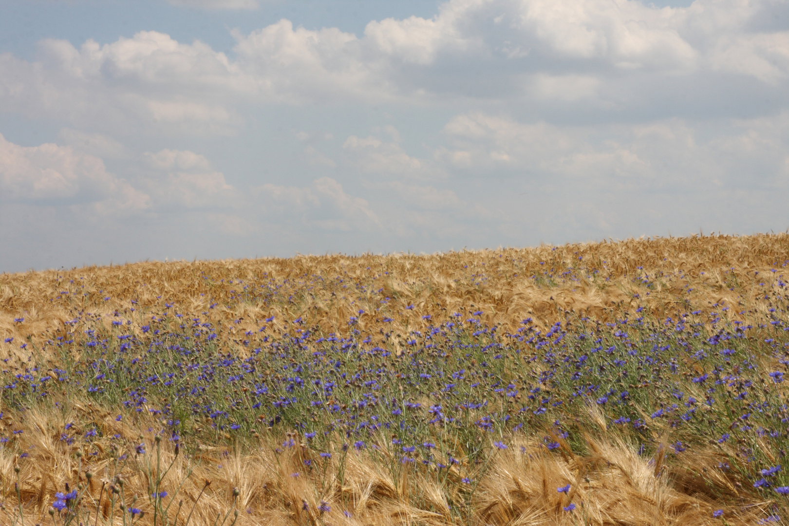 Kornblumen soweit das Auge reicht